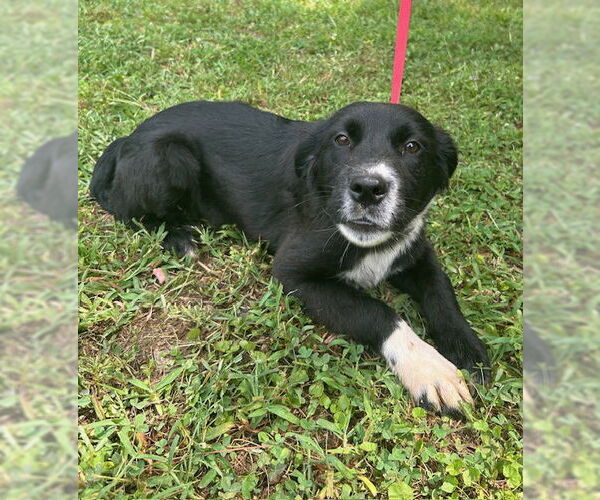 Medium Photo #1 Borador Puppy For Sale in Wetumpka, AL, USA
