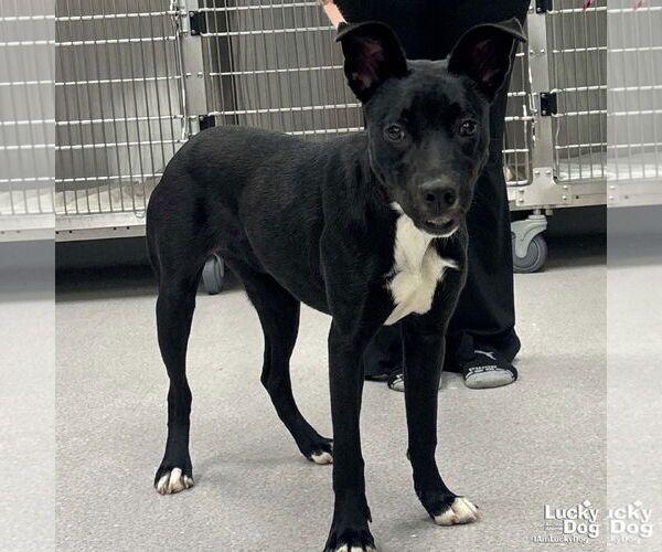 Medium Photo #3 Labrador Retriever-Retriever  Mix Puppy For Sale in Washington, DC, USA