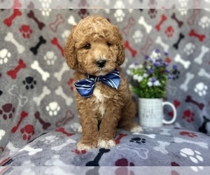 Miniature Labradoodle Puppy for sale in LAKELAND, FL, USA
