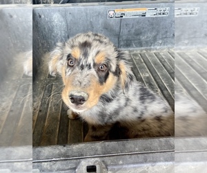 Australian Shepherd Puppy for Sale in SIGEL, Illinois USA
