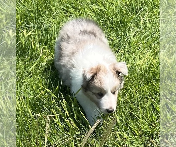 Medium Photo #4 Shetland Sheepdog Puppy For Sale in FORT MORGAN, CO, USA