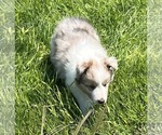 Small #3 Shetland Sheepdog