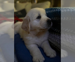 Small #6 English Cream Golden Retriever