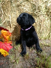 Medium Labradoodle