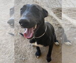 Small #1 Labrador Retriever Mix