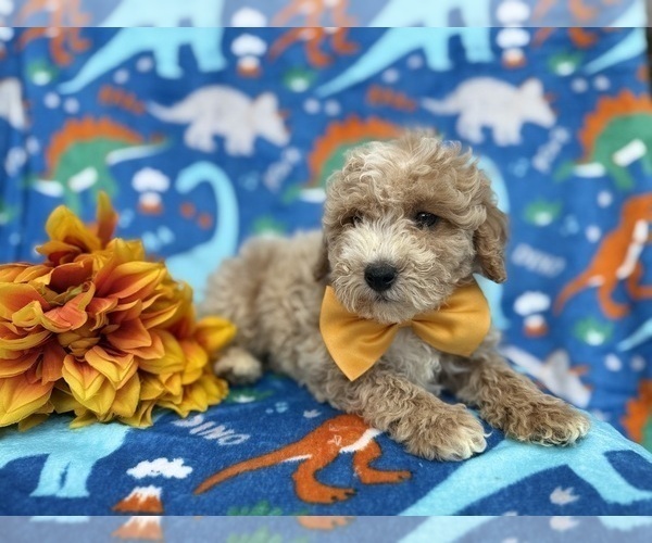 Medium Photo #5 Cock-A-Poo Puppy For Sale in LAKELAND, FL, USA