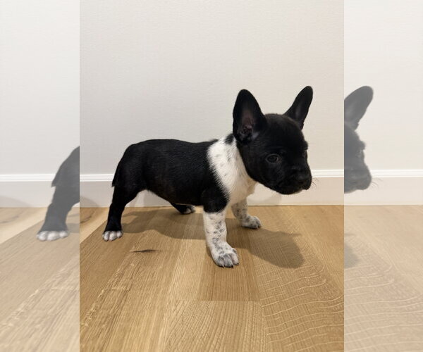 Medium Photo #2 French Bulldog-Unknown Mix Puppy For Sale in St. Louis Park, MN, USA