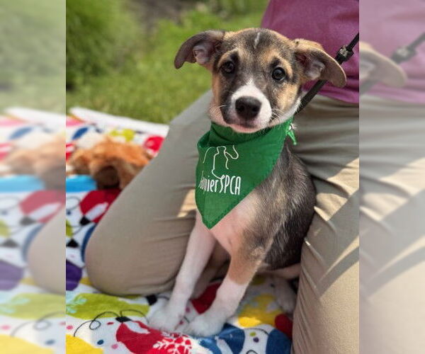 Medium Photo #1 Mutt Puppy For Sale in Warrenton, VA, USA