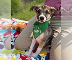 Mutt Dogs for adoption in Warrenton, VA, USA
