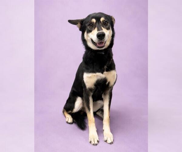 Medium Photo #2 Gerberian Shepsky Puppy For Sale in HESPERIA, CA, USA