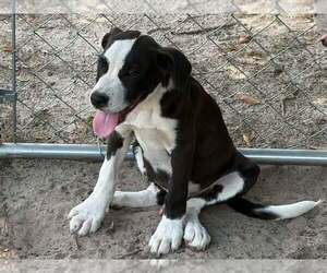 Mutt Dogs for adoption in FRAMINGHAM, MA, USA