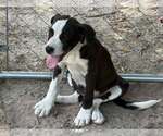 Small Mutt