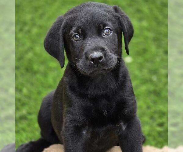 Medium Photo #5 Labrador Retriever-Unknown Mix Puppy For Sale in San Diego, CA, USA