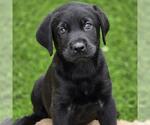 Small #4 Labrador Retriever Mix