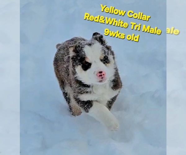 Medium Photo #3 Border Collie Puppy For Sale in BYBEE, TN, USA