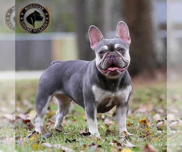 Medium Photo #1 French Bulldog Puppy For Sale in JACKSON, TN, USA