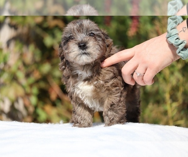Medium Photo #36 ShihPoo Puppy For Sale in DYERSBURG, TN, USA