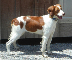 Mother of the Brittany puppies born on 10/14/2025