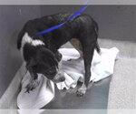 CINDER - Female Australian Shepherd-Unknown Mix Dog for Adoption - Small photo