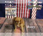 Small #1 Cavalier King Charles Spaniel