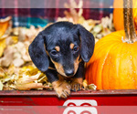 Small Photo #33 Dachshund Puppy For Sale in WAKARUSA, IN, USA