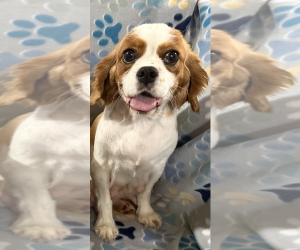 Medium Photo #1 Cavapoo (Miniature) Puppy For Sale in WEST PLAINS, MO, USA