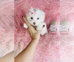 Small #6 Maltese