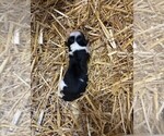 Puppy Male 2 Texas Heeler