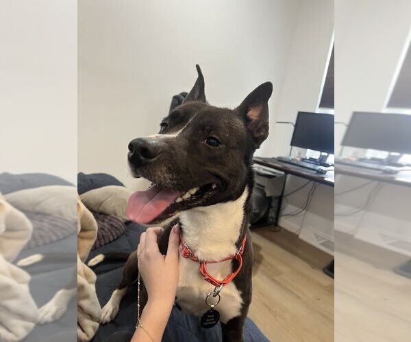 Medium Photo #2 Mutt Puppy For Sale in Springdale, PA, USA