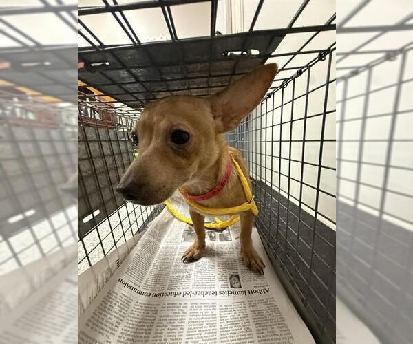 Medium Photo #1 Chihuahua-Unknown Mix Puppy For Sale in Pasadena, TX, USA