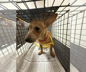 Chihuahua-Unknown Mix Dogs for adoption in Pasadena, TX, USA