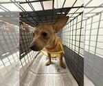 Small Chihuahua Mix