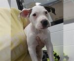 Small American Pit Bull Terrier