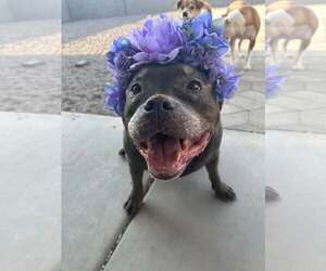 American French Bull Terrier Dogs for adoption in Queen Creek, AZ, USA
