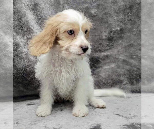 Medium Photo #5 Cavalier King Charles Spaniel Puppy For Sale in Lincolnwood, IL, USA