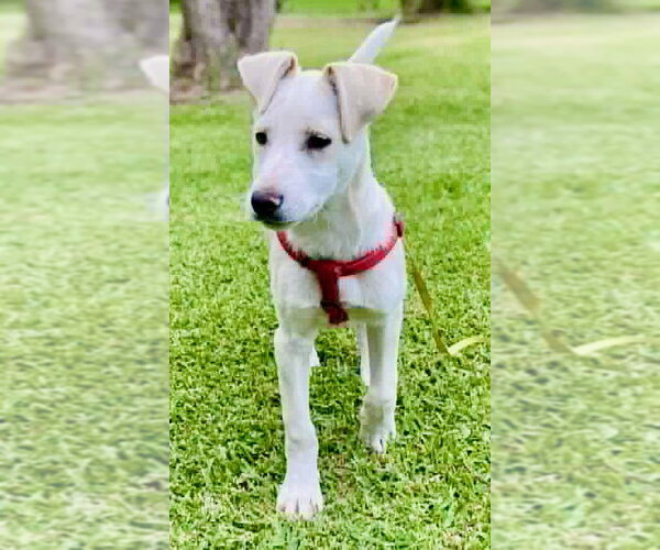 Medium Photo #8 Labrador Retriever-Unknown Mix Puppy For Sale in San Diego, CA, USA