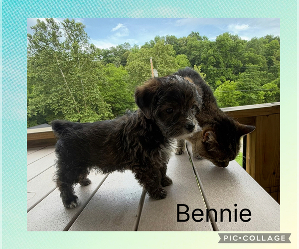 Medium Photo #5 Poodle (Toy)-Yorkshire Terrier Mix Puppy For Sale in BENNINGTON, IN, USA