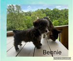 Small #4 Poodle (Toy)-Yorkshire Terrier Mix