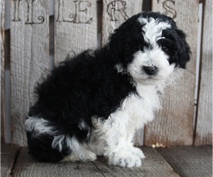 Poodle (Miniature) Puppy for sale in FREDERICKSBURG, OH, USA
