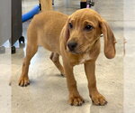 Small #1 Beagle-Redbone Coonhound Mix