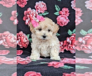 Maltipoo Puppy for sale in PARADISE, PA, USA
