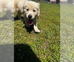 Small Photo #5 Golden Retriever Puppy For Sale in MILTON, FL, USA