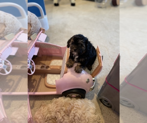 Medium Photo #15 Maltese-Poodle (Toy) Mix Puppy For Sale in SMITHFIELD, VA, USA