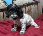 Puppy Nitro Poodle (Miniature)