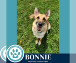 Small #1 German Shepherd Dog
