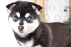 Small Photo #2 Pomsky Puppy For Sale in NAPLES, FL, USA