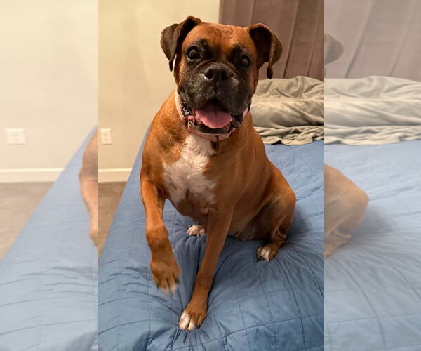Medium Photo #3 Boxer Puppy For Sale in Burnsville, MN, USA