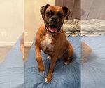 Small Photo #3 Boxer Puppy For Sale in Burnsville, MN, USA