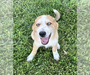 Australian Shepherd-Great Pyrenees Mix Dogs for adoption in Croydon, NH, USA