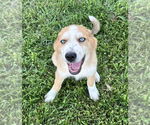 Small Australian Shepherd-Great Pyrenees Mix